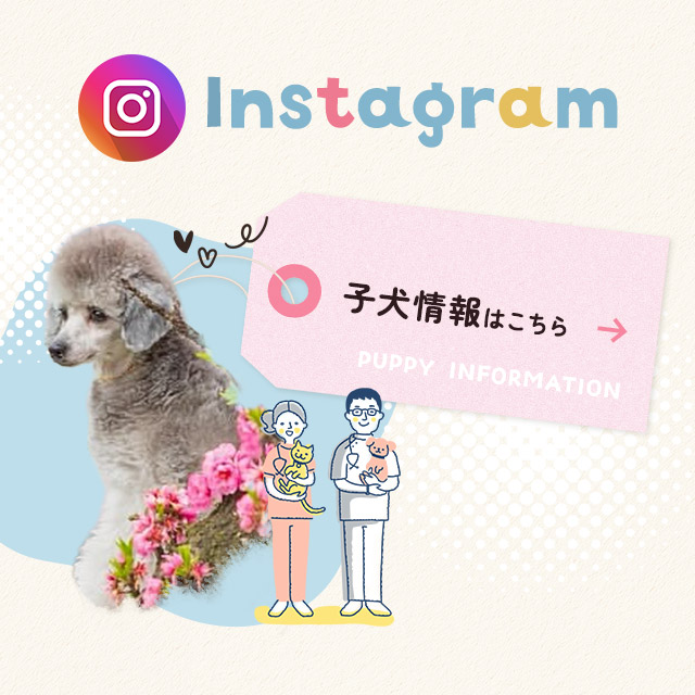 sp_bnr_insta